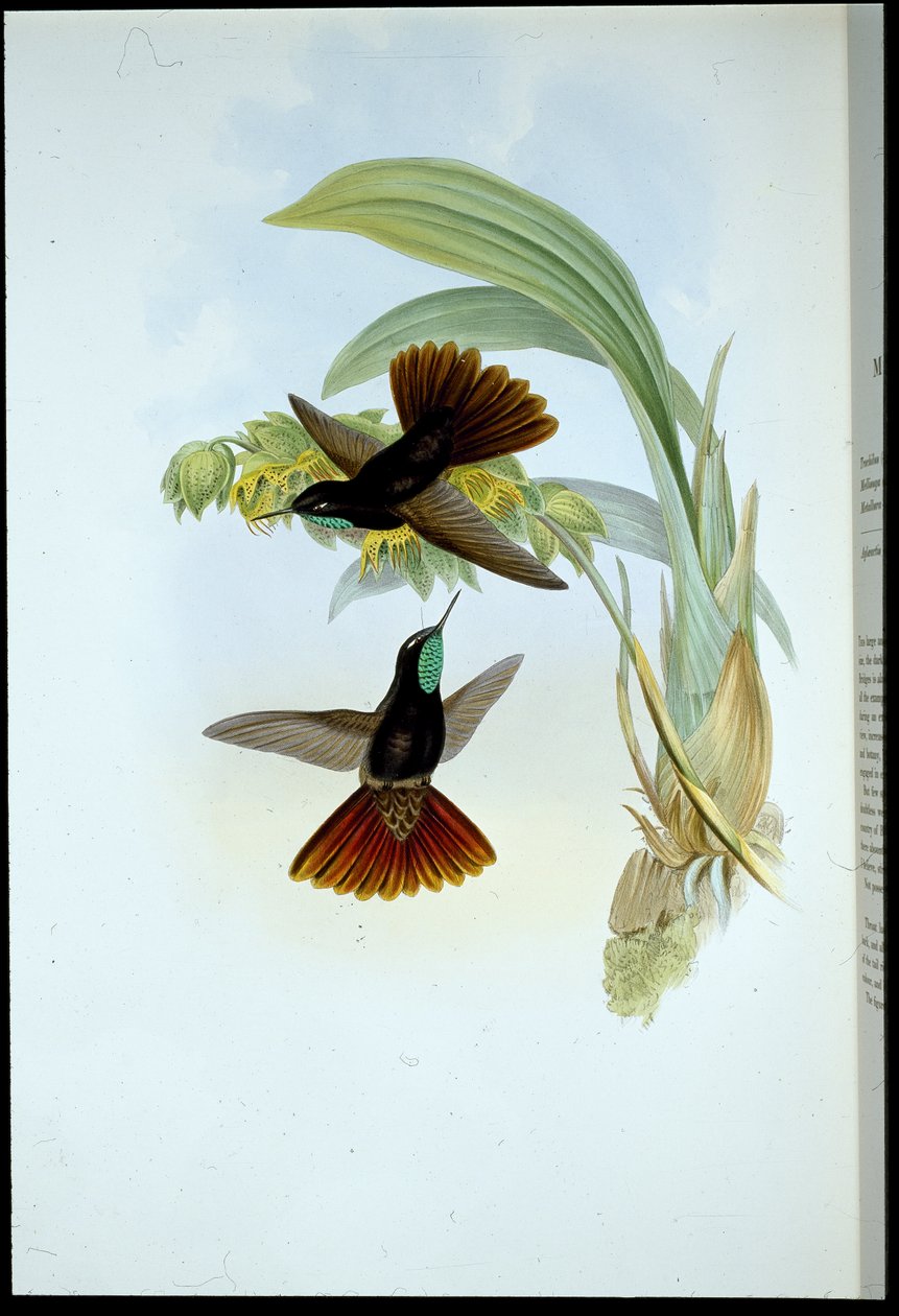 Kopparsvans (Metallura Cupreicauda) (handfärgad litho) av John (after) Gould