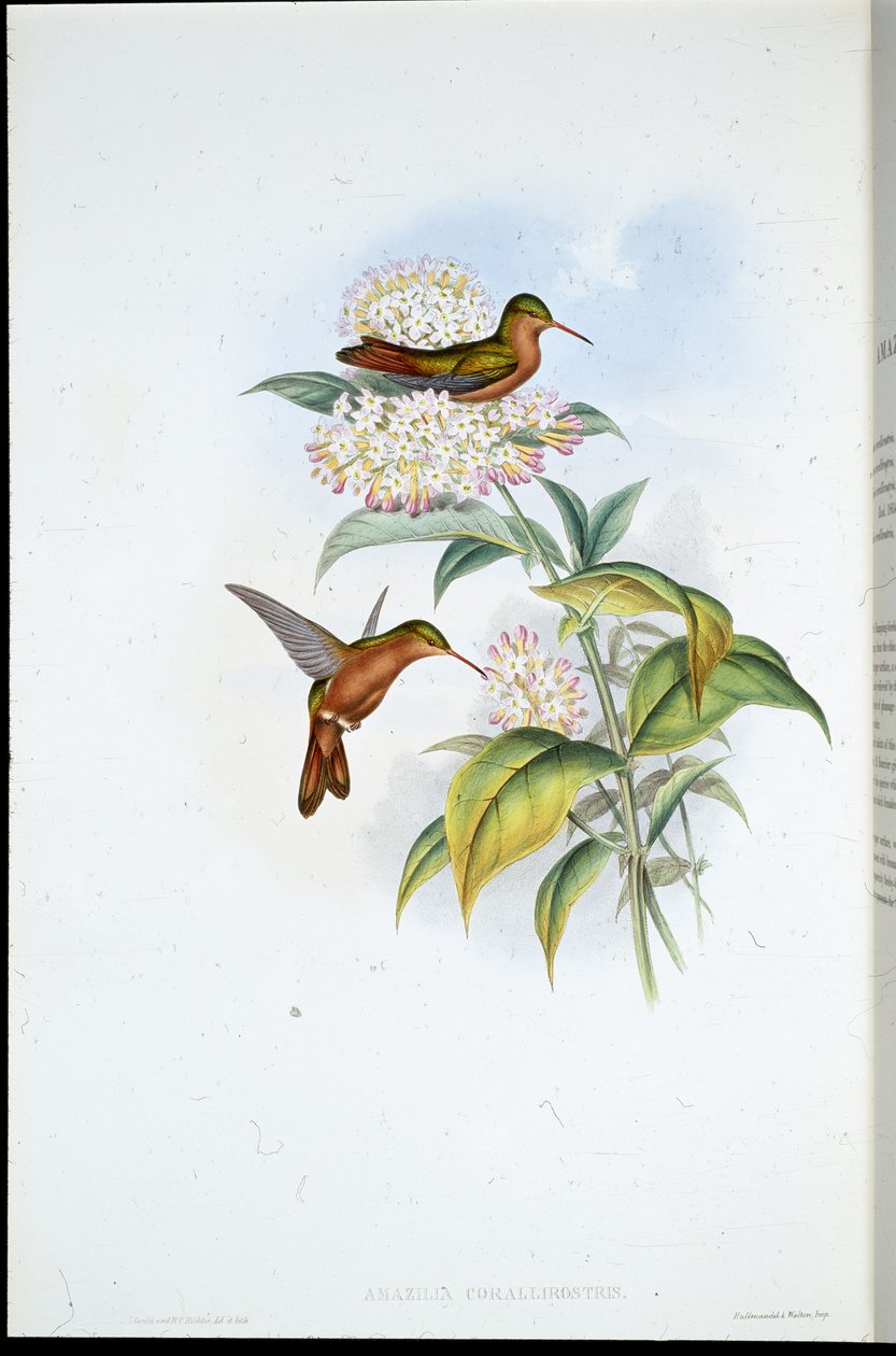 Korallnäbb Amazili (Amazilia Corallirostris) (handfärgad litho) av John (after) Gould