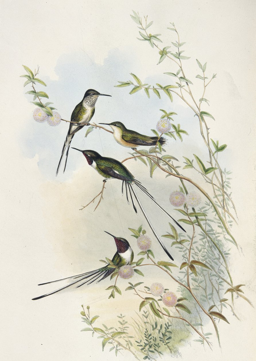 Coras skäggstjärt (handkolorerad litografi) av John (after) Gould