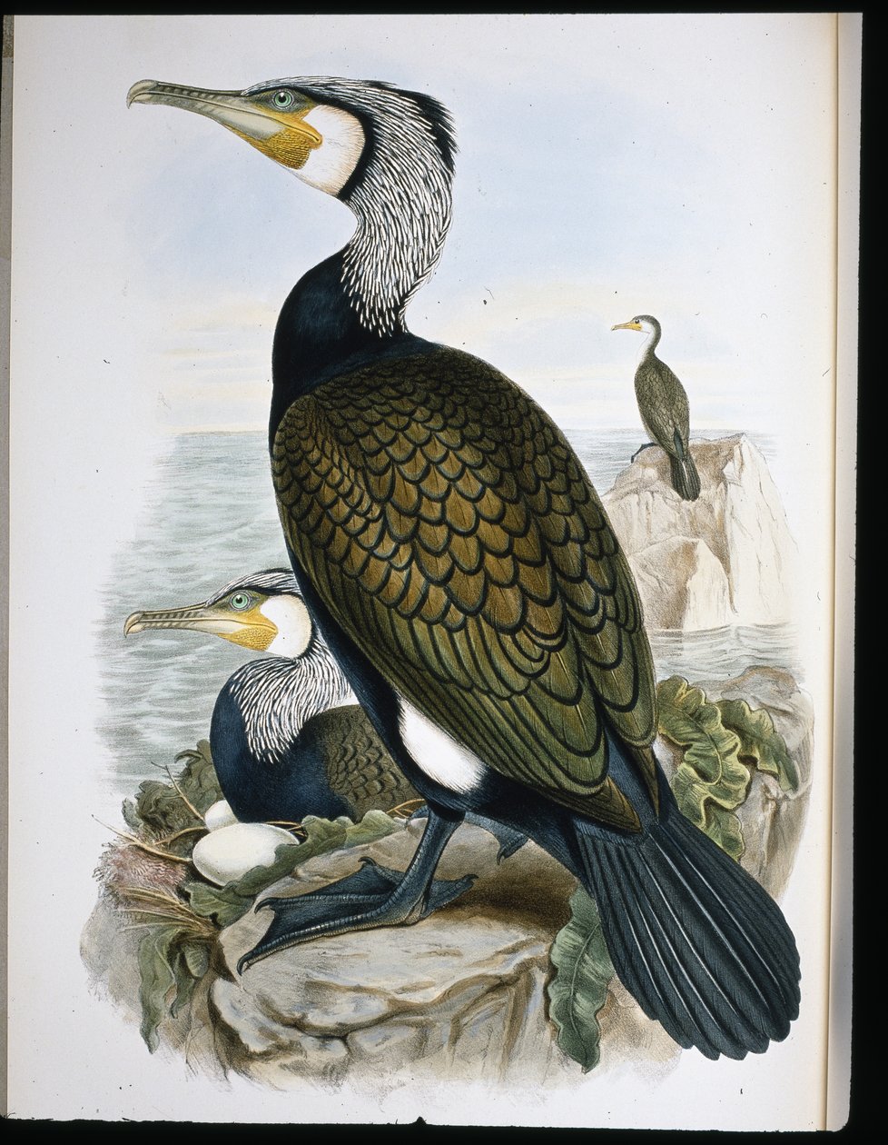 Skarv (Phalacrocorax Carbo) (handfärgad litho) av John (after) Gould