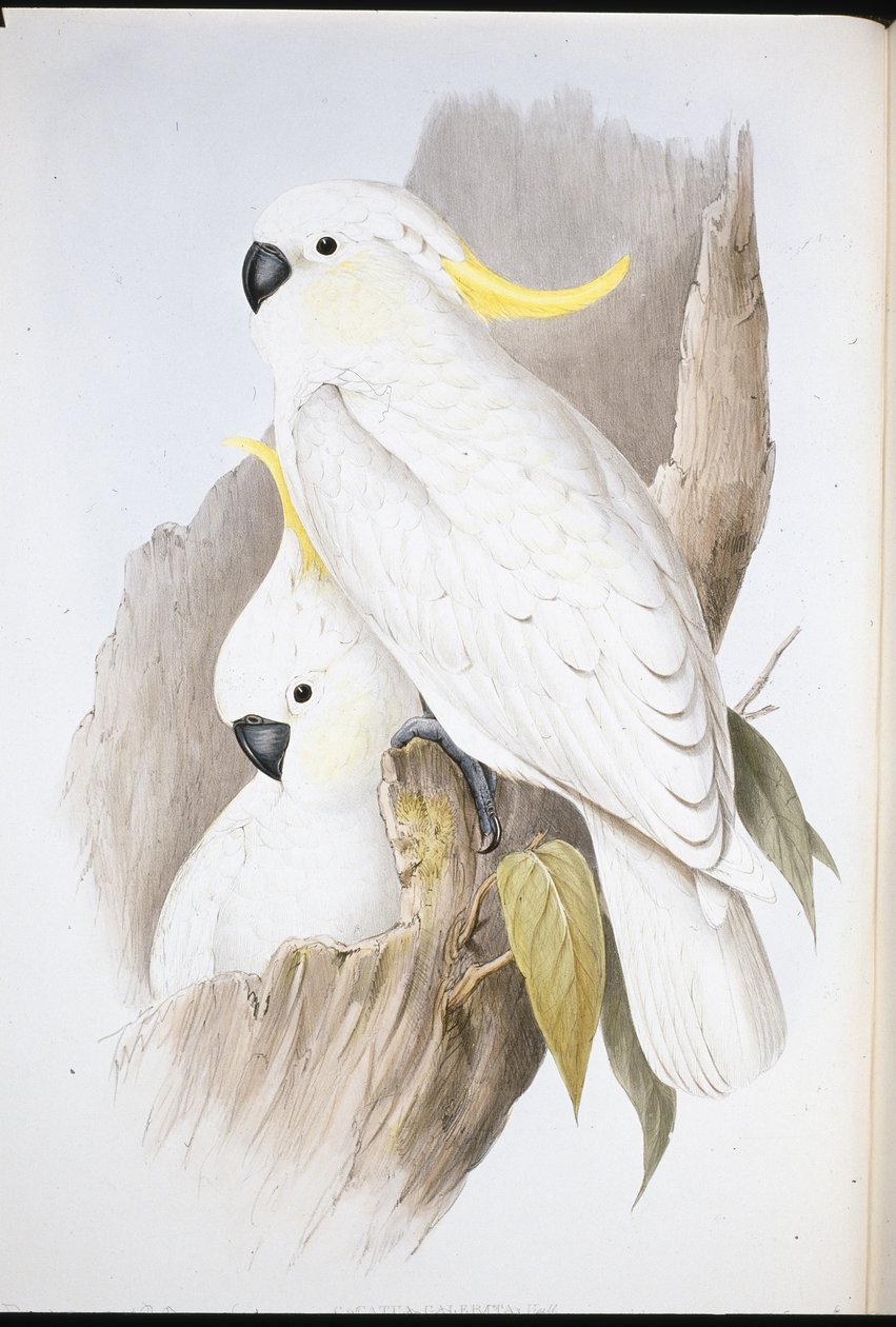 Crested kakadua (Cacatua Galerita) (handfärgad litho) av John (after) Gould