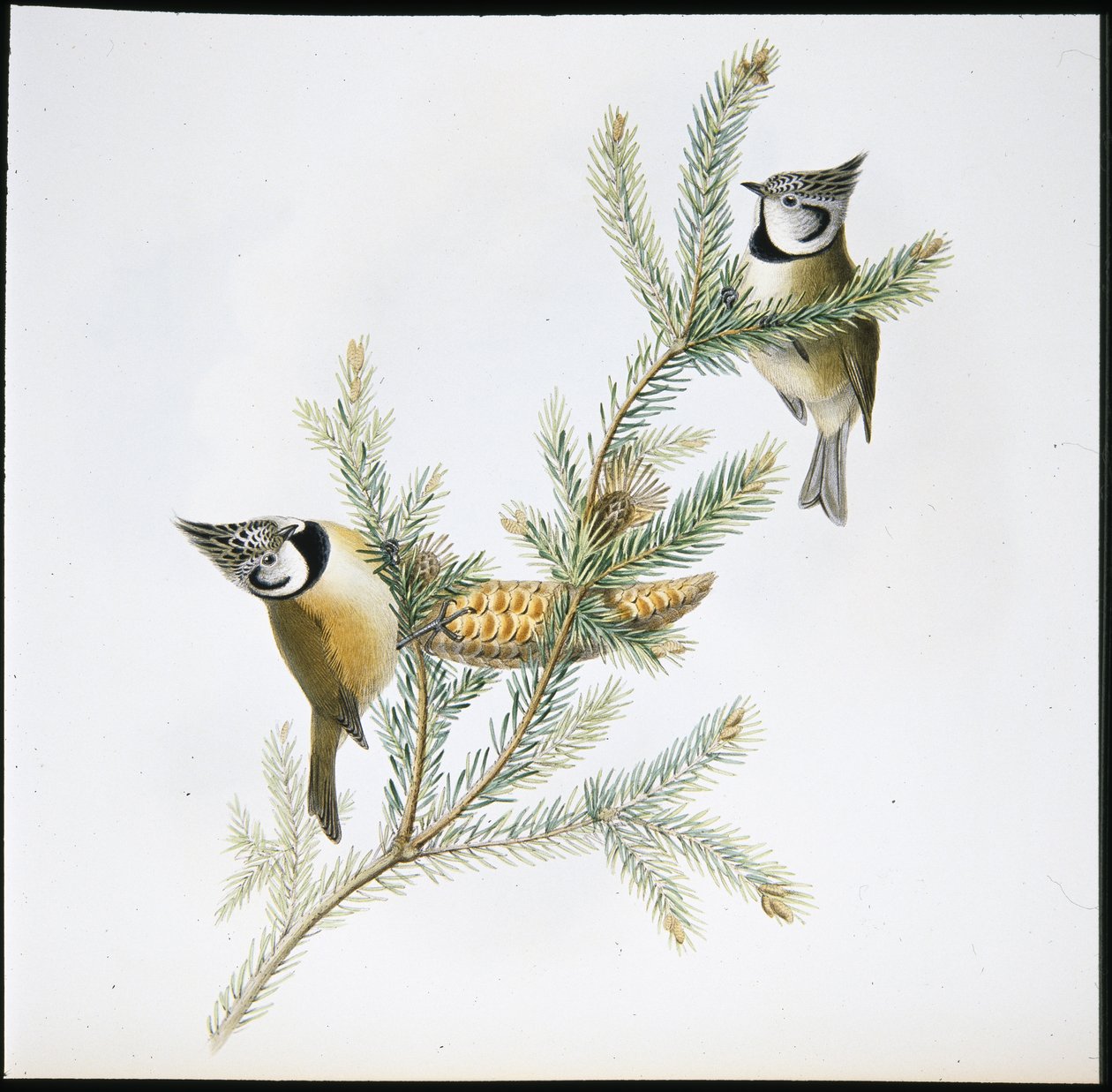 Krönmes (Parus Cristatus) (handfärgad litho) av John (after) Gould