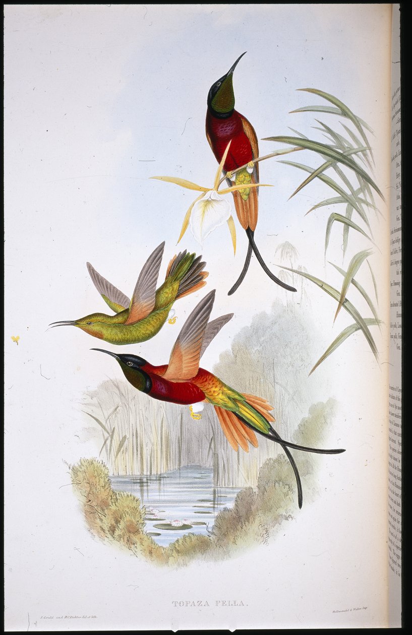 Crimson Topaz (Topaza Pella) (handfärgad litho) av John (after) Gould