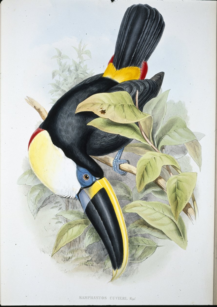 Cuviers tukan (Ramphastos Cuvieri) (handfärgad litho) av John (after) Gould