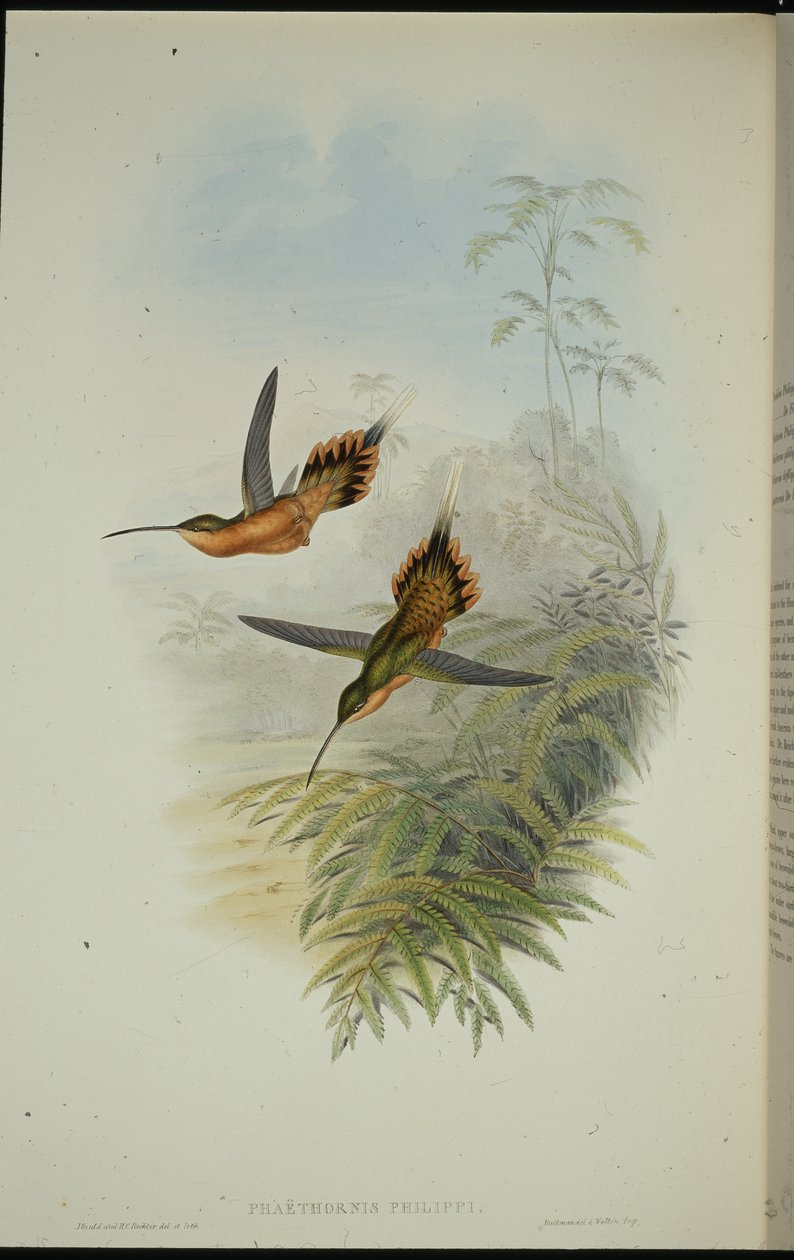 De Fillipis eremit (Phaethornis Philippi) (handfärgad litho) av John (after) Gould
