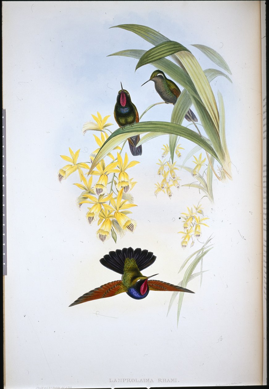 Dr. Rahmass Grant (Lamberlama livmoder) (Handselard Leith) av John (after) Gould