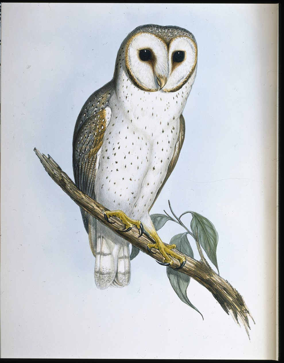 Delikat uggla (Strix Delicatulis) (handkolorerad litografi) av John (after) Gould