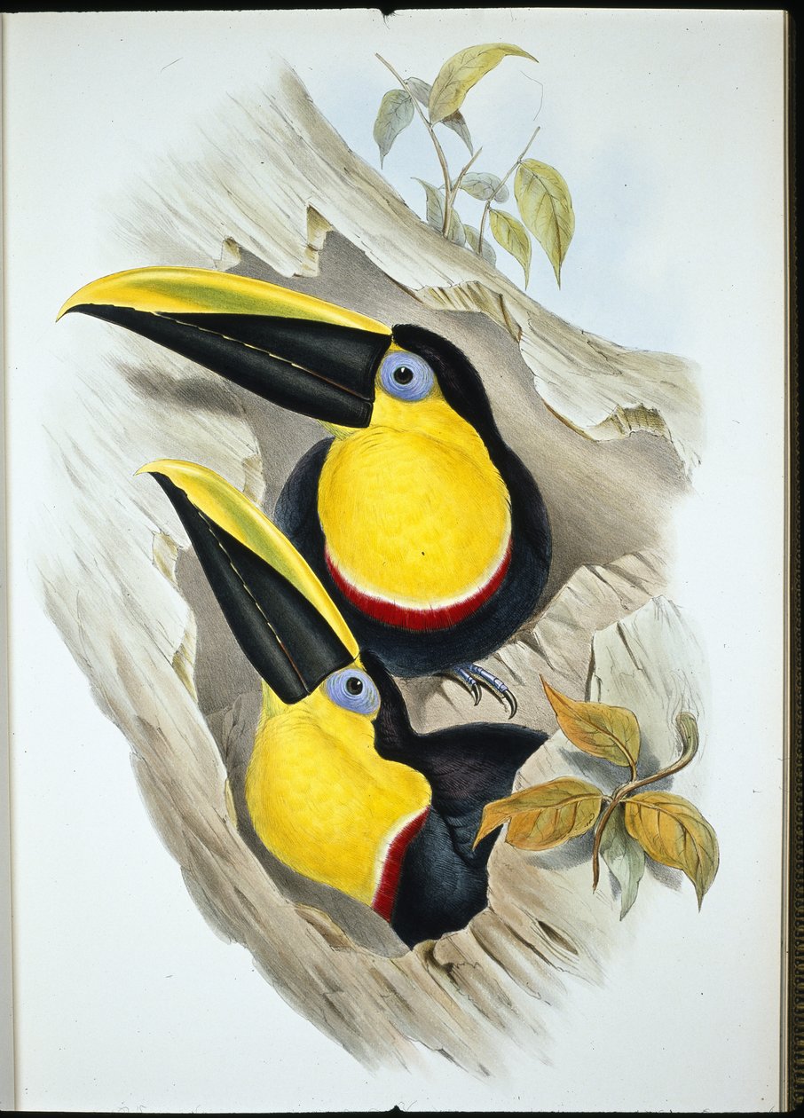 Tukan (Ramphastos Ambiguus) (handkolorerad litografi) av John (after) Gould
