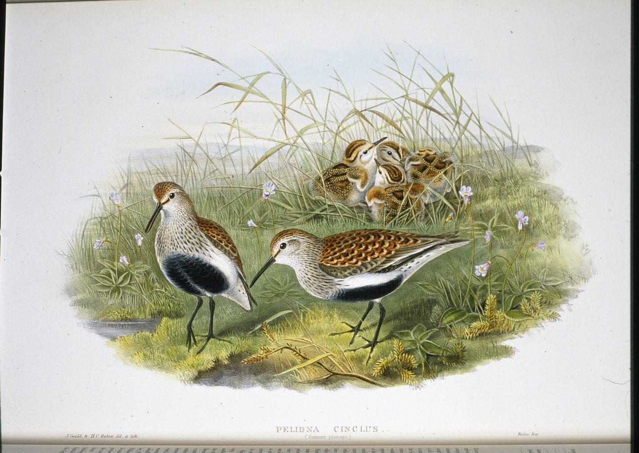 Dunlin (Pelidna Cinclus) (handfärgad litho) av John (after) Gould