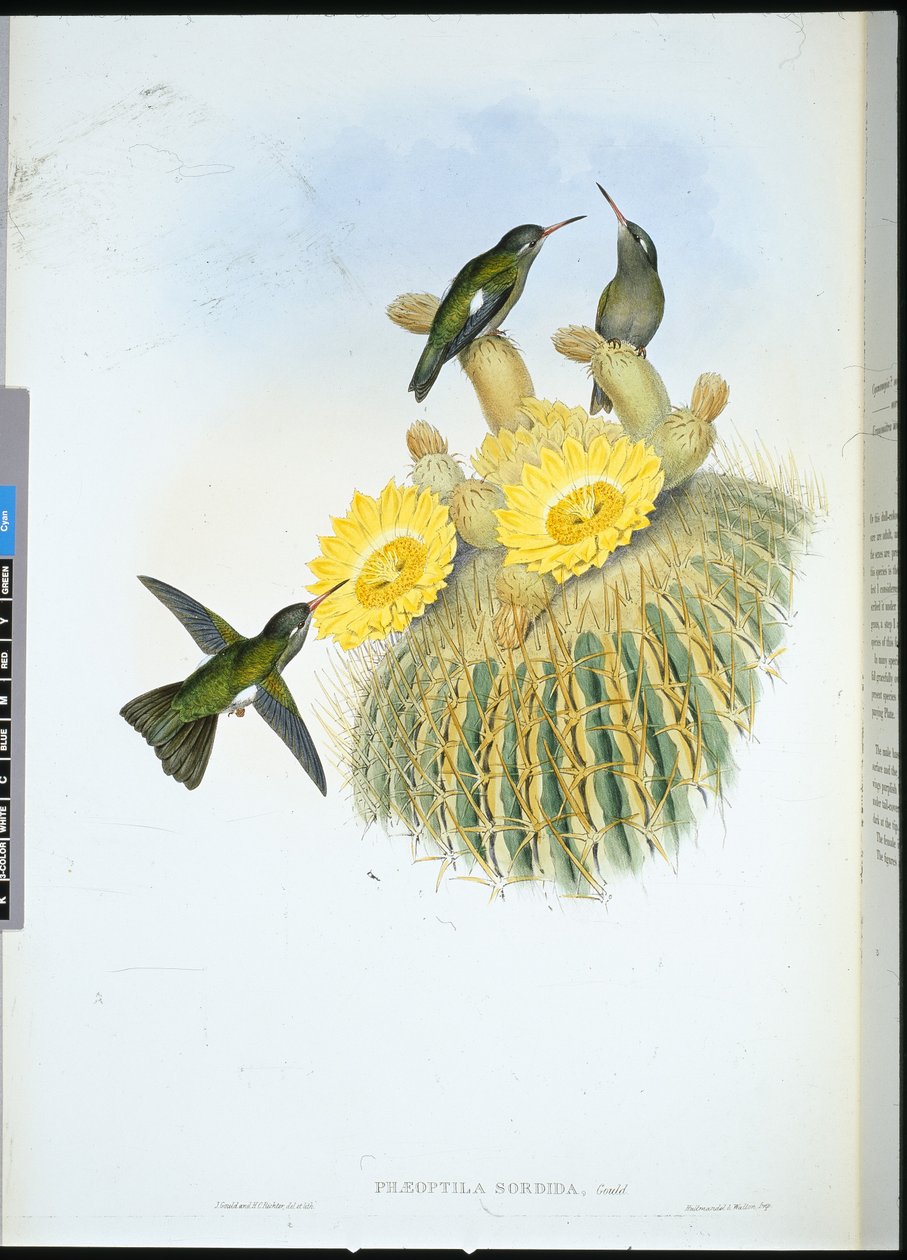 Dusky Humming Bird (Phaeoptila Sordida) (handfärgad litho) av John (after) Gould