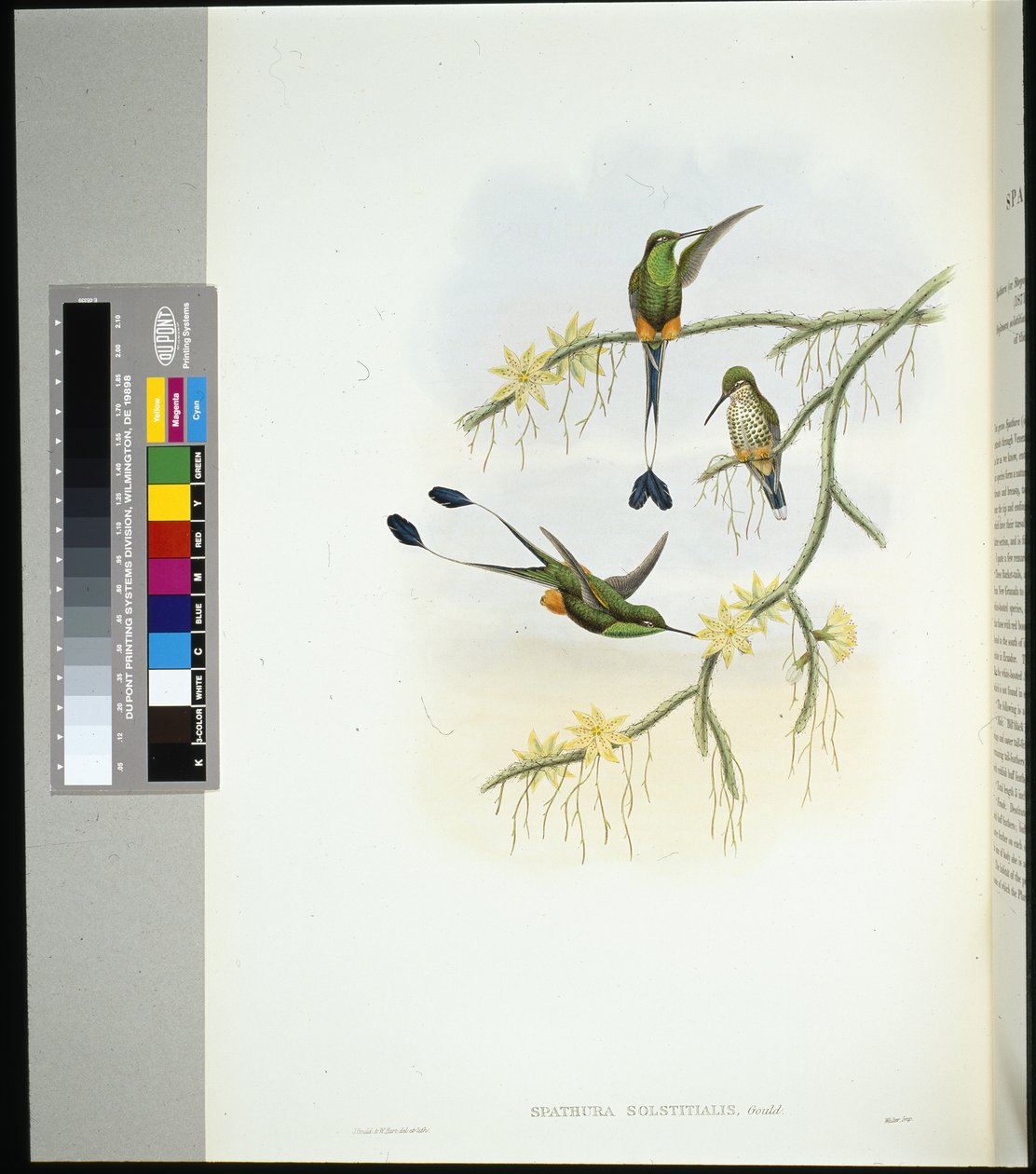 Ecuador Racket-tail (spathura solstitialis) (handfärgad litho) av John (after) Gould