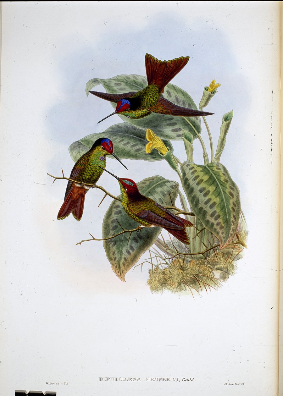 Ecuadorian Rainbow (Diphagane Hesperus) (handfärgad litho) av John (after) Gould