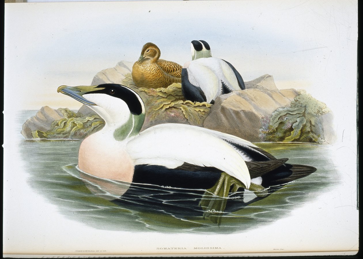 Ejderanka (Somateria Mollissima) (handfärgad litho) av John (after) Gould