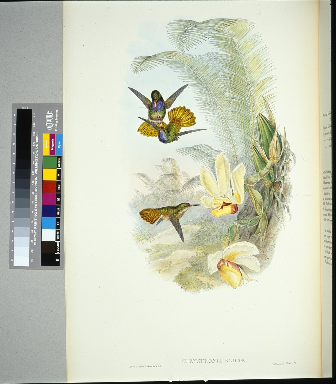 Elicias gyllene svans (chrysuronia eliciae) (handfärgad litho) av John (after) Gould