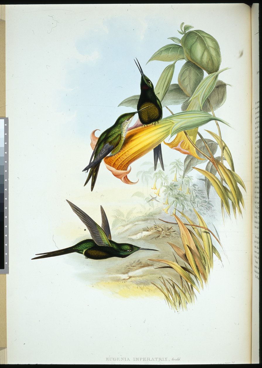 Empress Humming-bird (Eugenia Imperatrix) (handfärgad litho) av John (after) Gould
