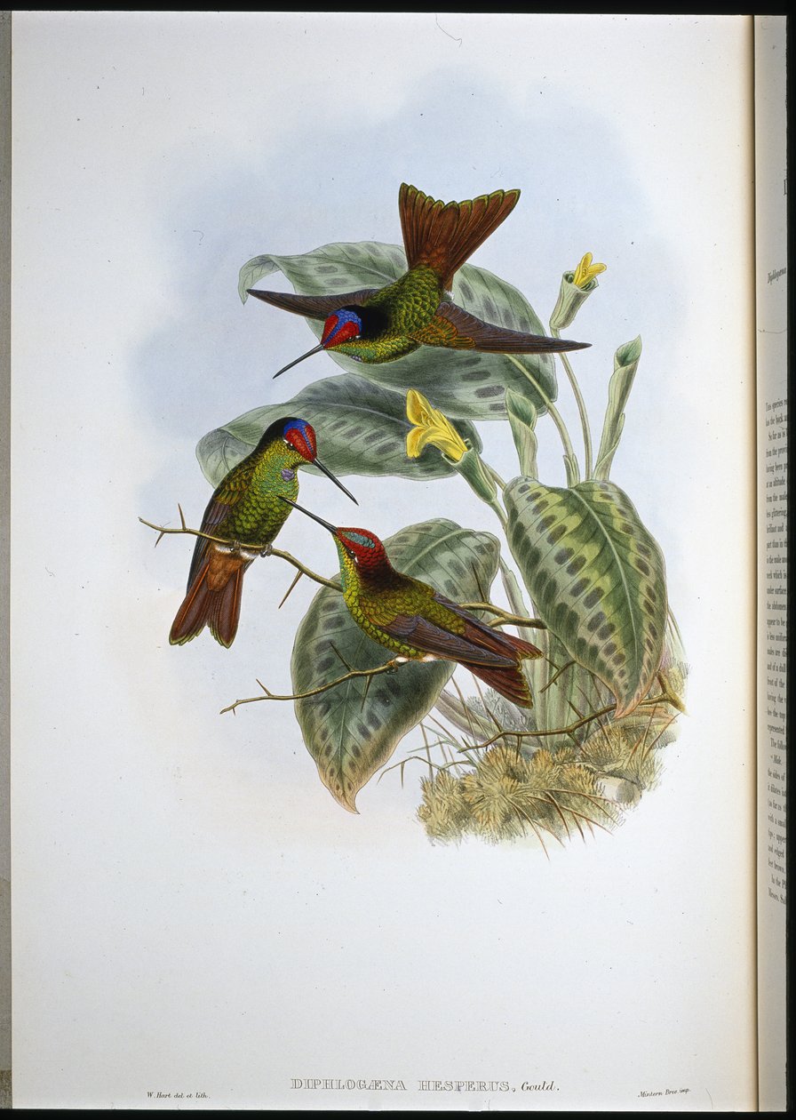 Equadorean Rainbow (Diphlogaena Hesperus) (handfärgad litho) av John (after) Gould