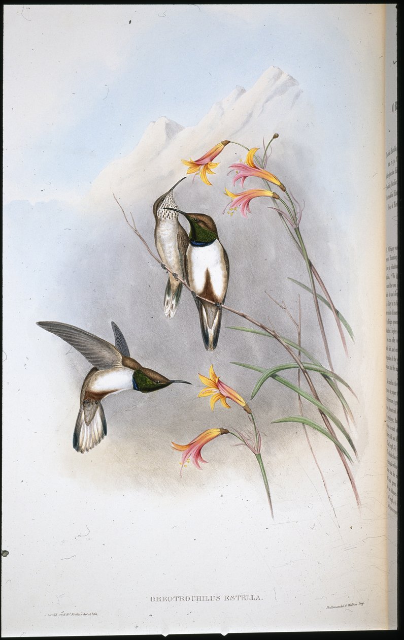 Estellas kullstjärna kolibri (Oreotrochilus Estella) (handfärgad litho) av John (after) Gould