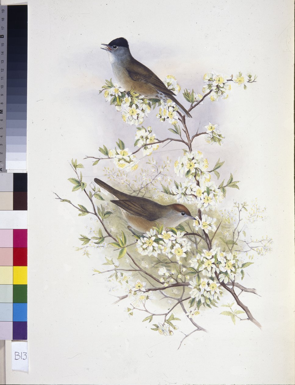 Eurasian Blackcap (Sylvia atricapilla) (handfärgad litho) av John (after) Gould