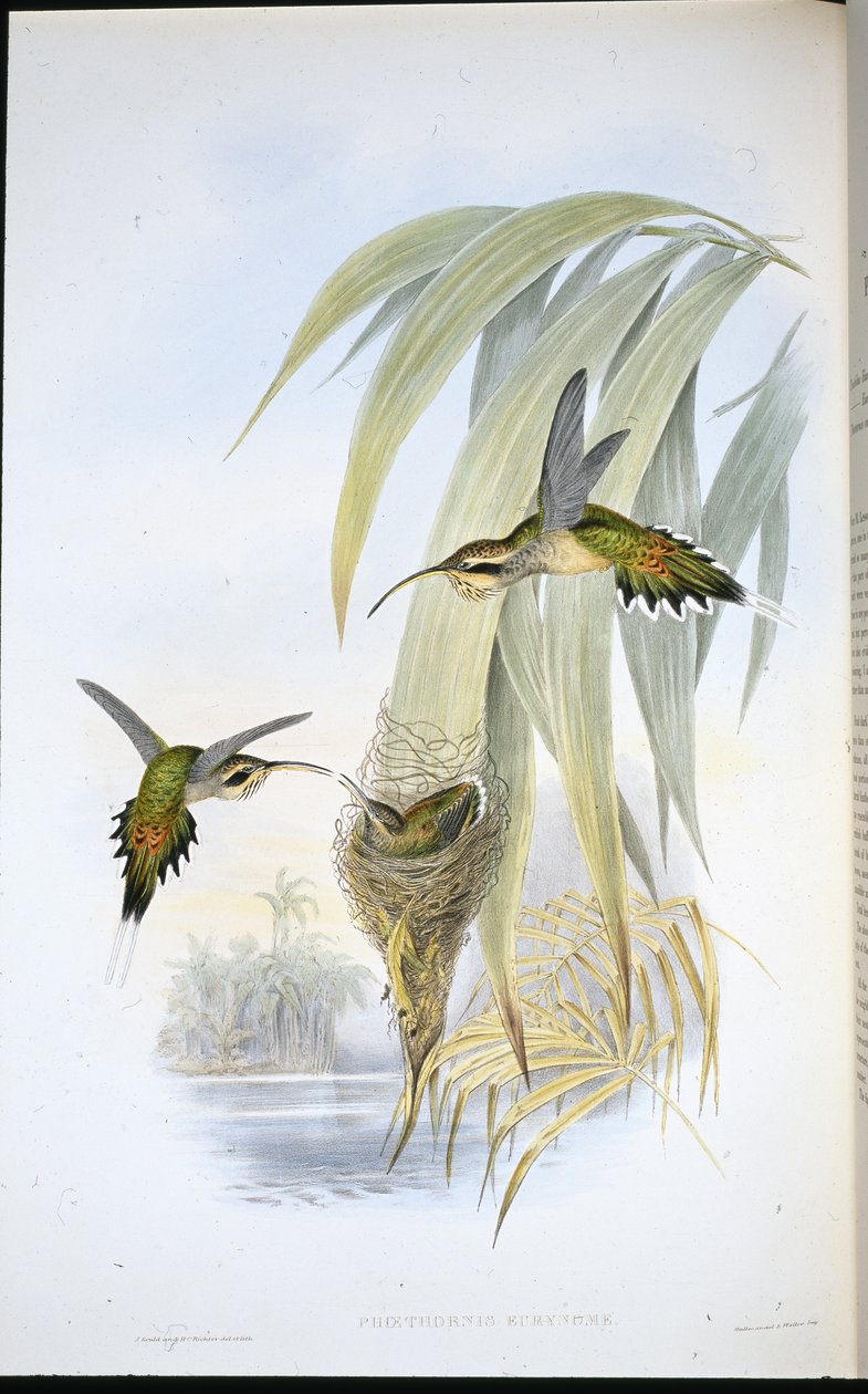 Eurynome Eremit (Phaethornis Eurynome) (handfärgad litho) av John (after) Gould