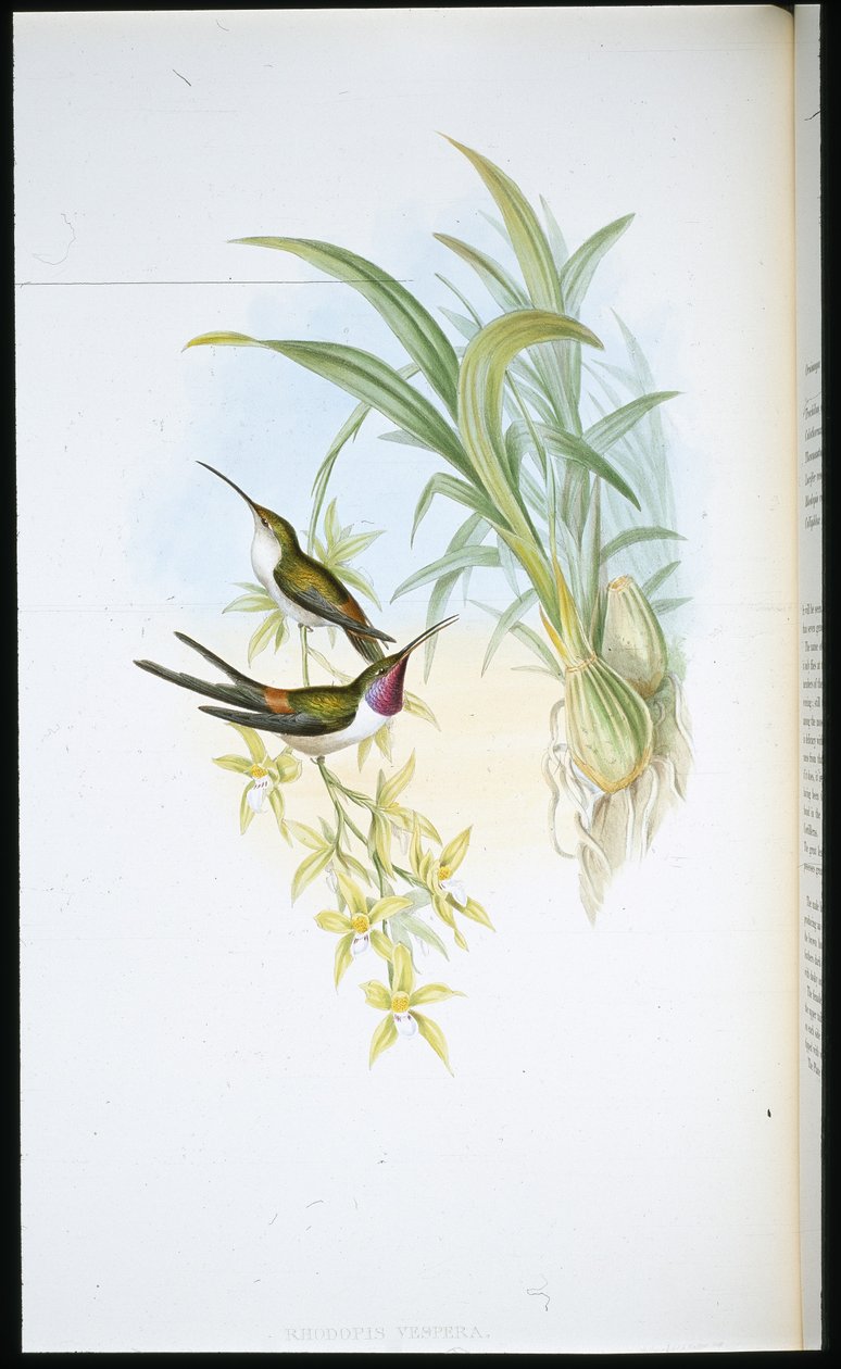 Kvällskolibri (Rhodopis Vespera) (handfärgad litho) av John (after) Gould
