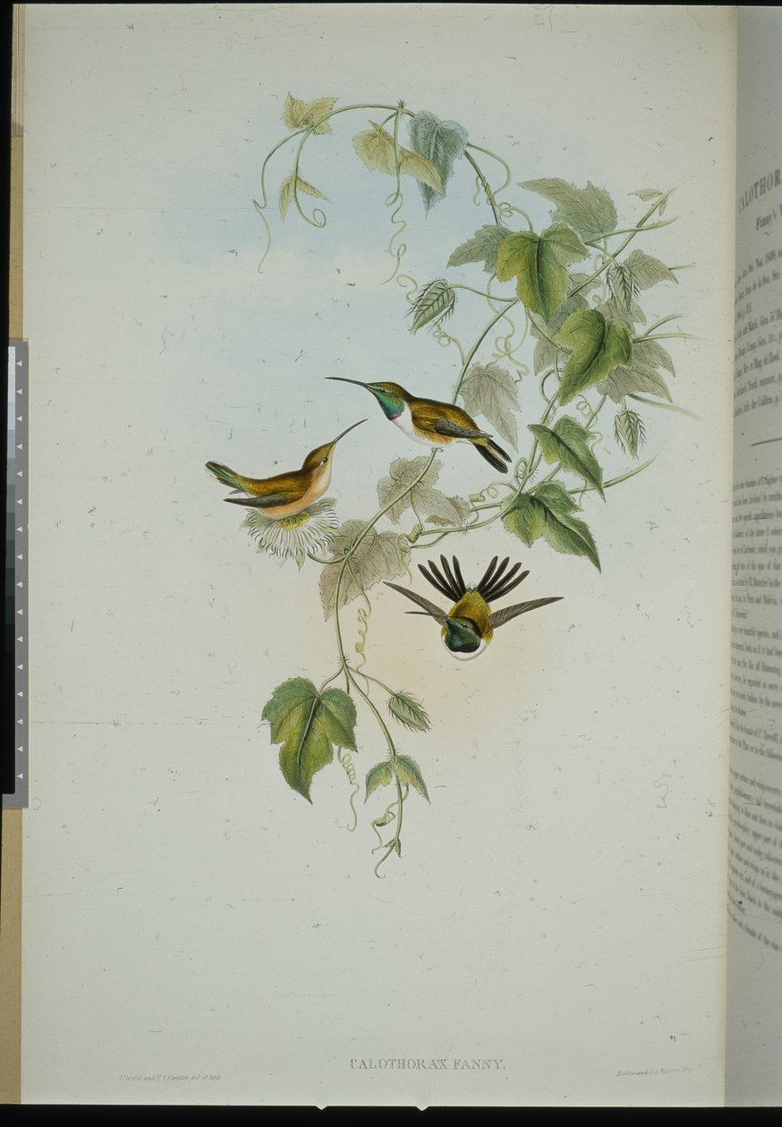 Fannys trästjärna (calotorax Fanny) (handfärgad litho) av John (after) Gould