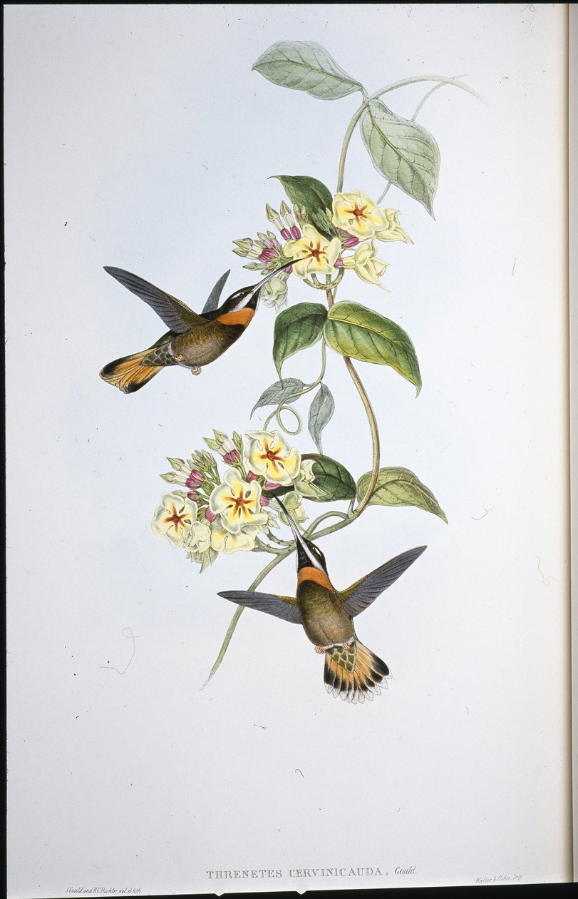 Fawn-tailed hullinghals-kolibri (Threnetes Cervinicauda) (handfärgad litho) av John (after) Gould