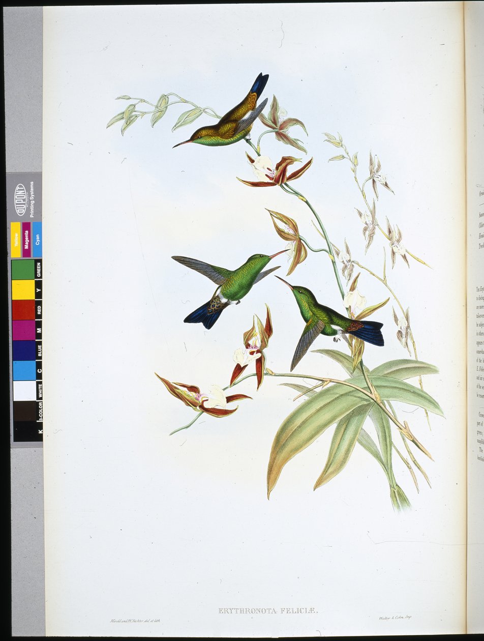 Felicias Erythronote (Erythronota Feliciae) (handfärgad litho) av John (after) Gould