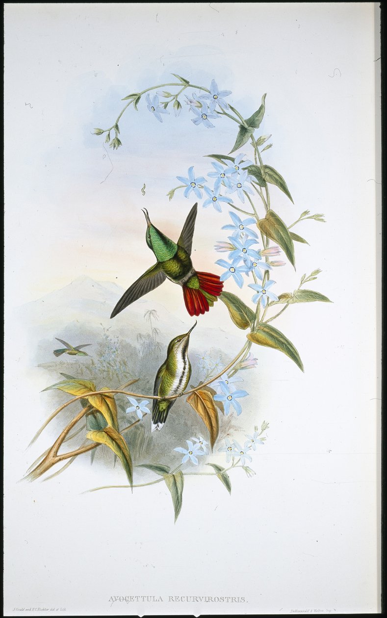 Avocettula Recurvirostris (handkolorerad litografi) av John (after) Gould
