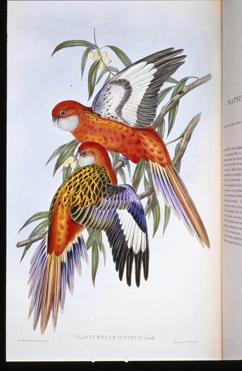 Eldig parakit (platycercus ignitus) (handfärgad litho) av John (after) Gould