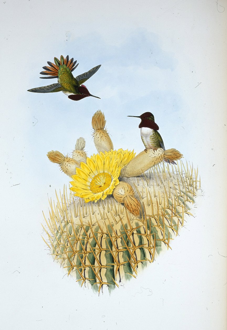 Floresis flammabärare (Selasphorus floresii) (handfärgad litho) av John (after) Gould
