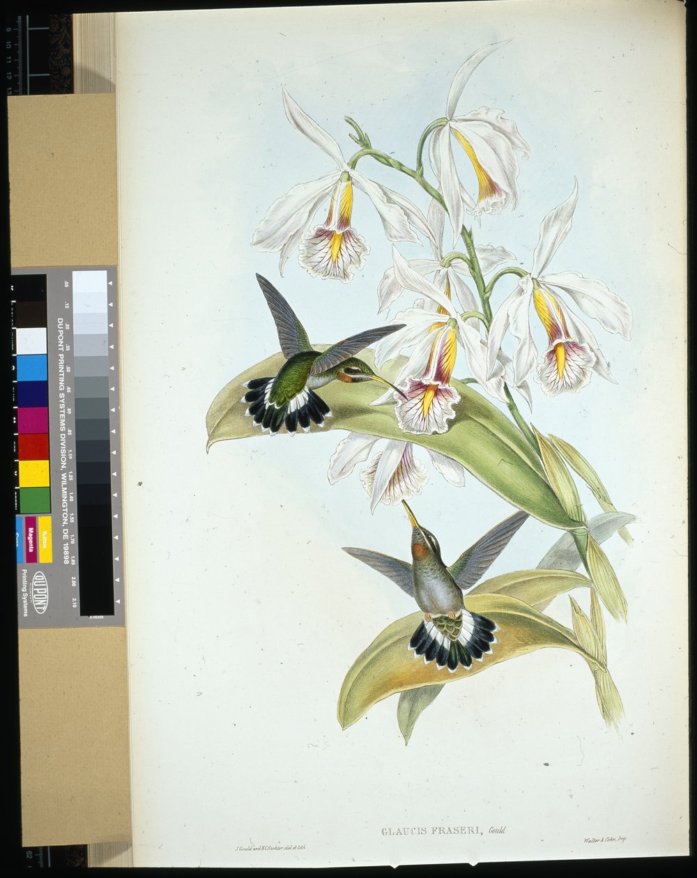 Frasers eremit (Glaucis Fraseri) (handfärgad litho) av John (after) Gould