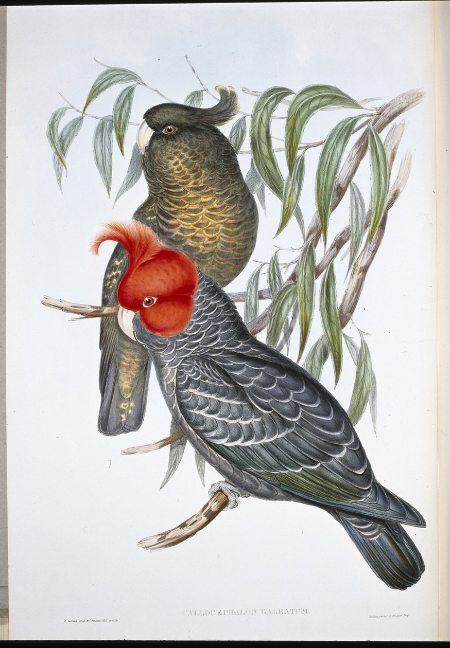 Gängkakadua (Callocephalon Galeatum) (handfärgad litho) av John (after) Gould