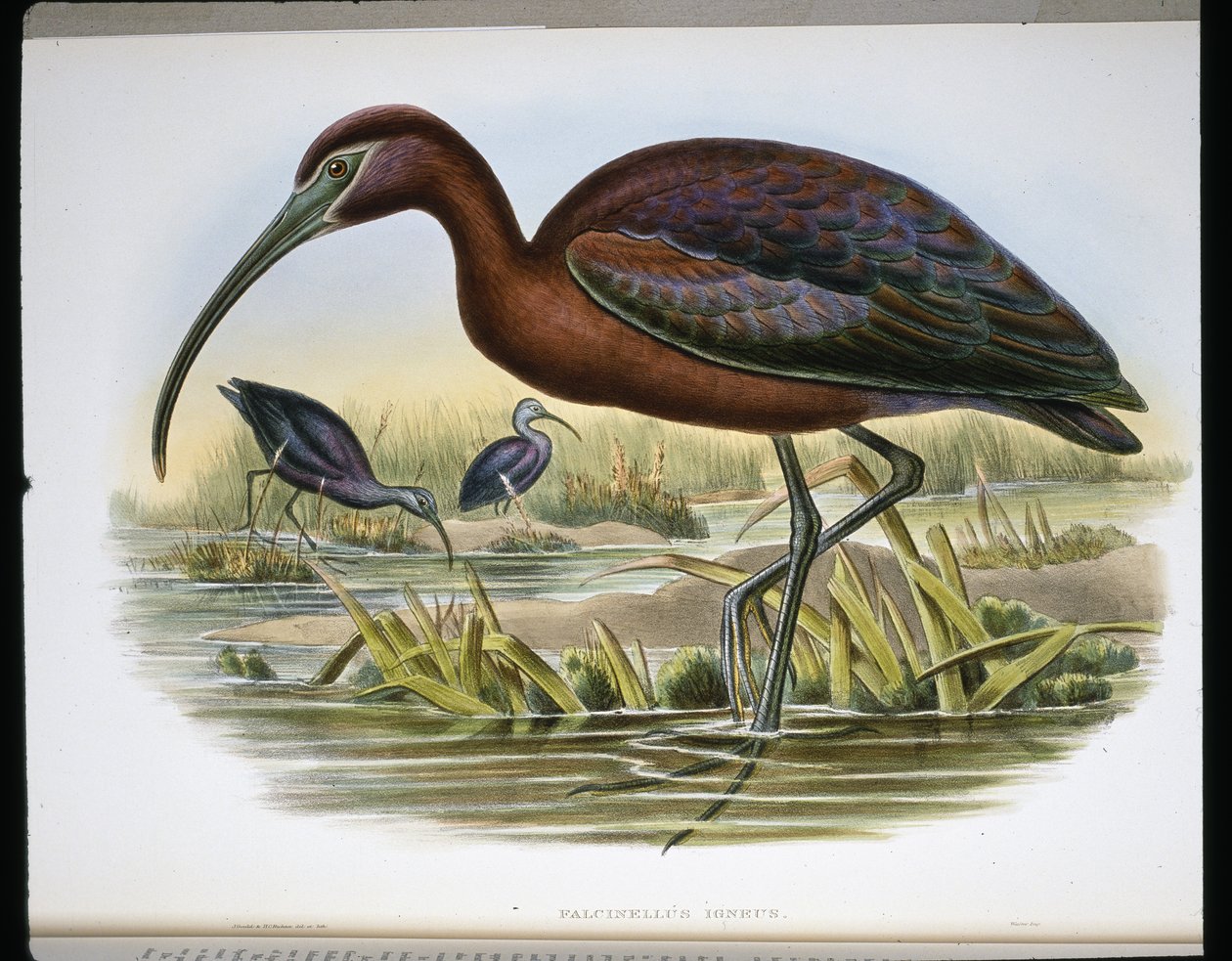 Blank stenbock (Falcinellus Igneus) (färgad gravyr) av John (after) Gould
