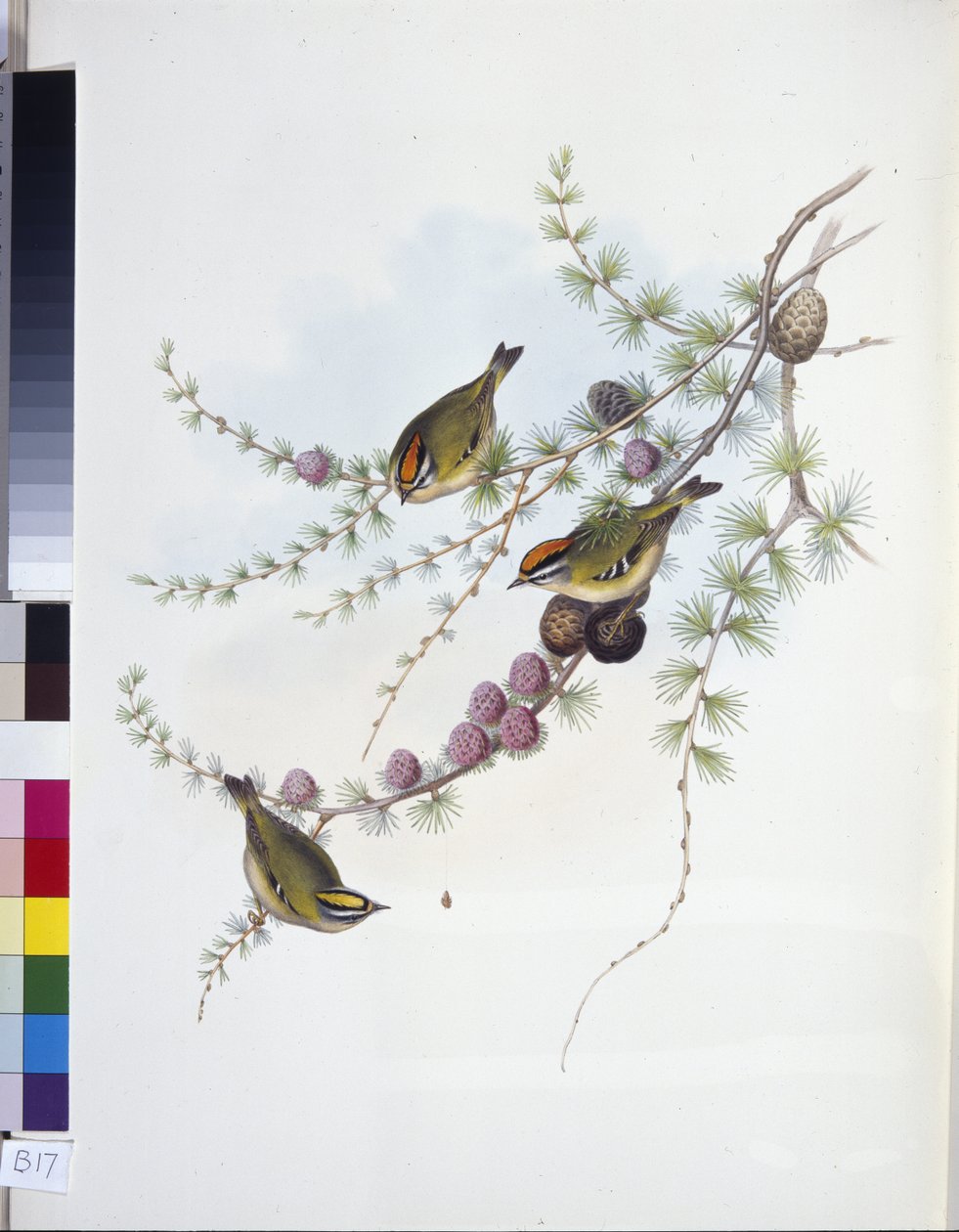 Goldcrest (Ragels Regles) (Hand-Curated Litho) av John (after) Gould