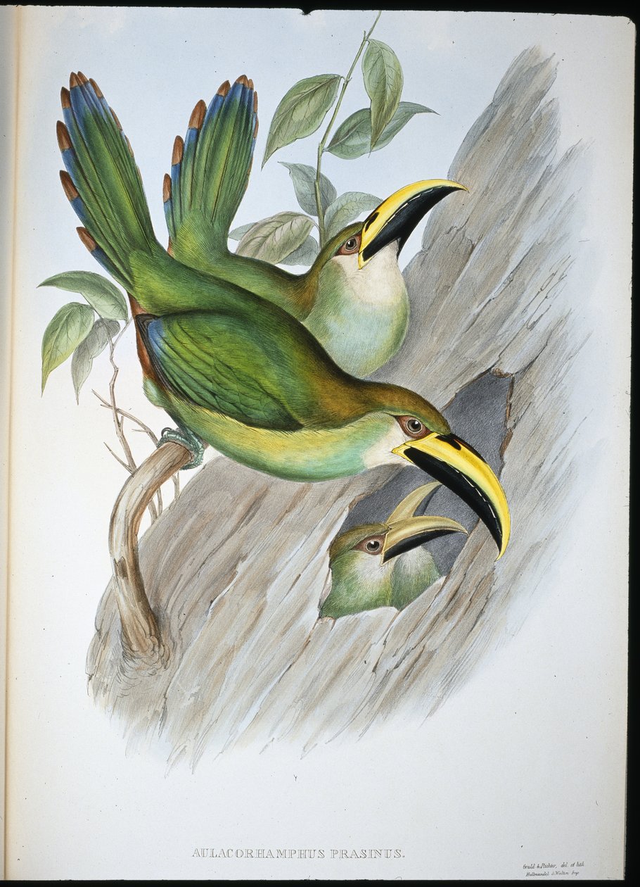 Gyllene grön näbbtukan (Aulacoramphus Prasinus) (handfärgad litho) av John (after) Gould