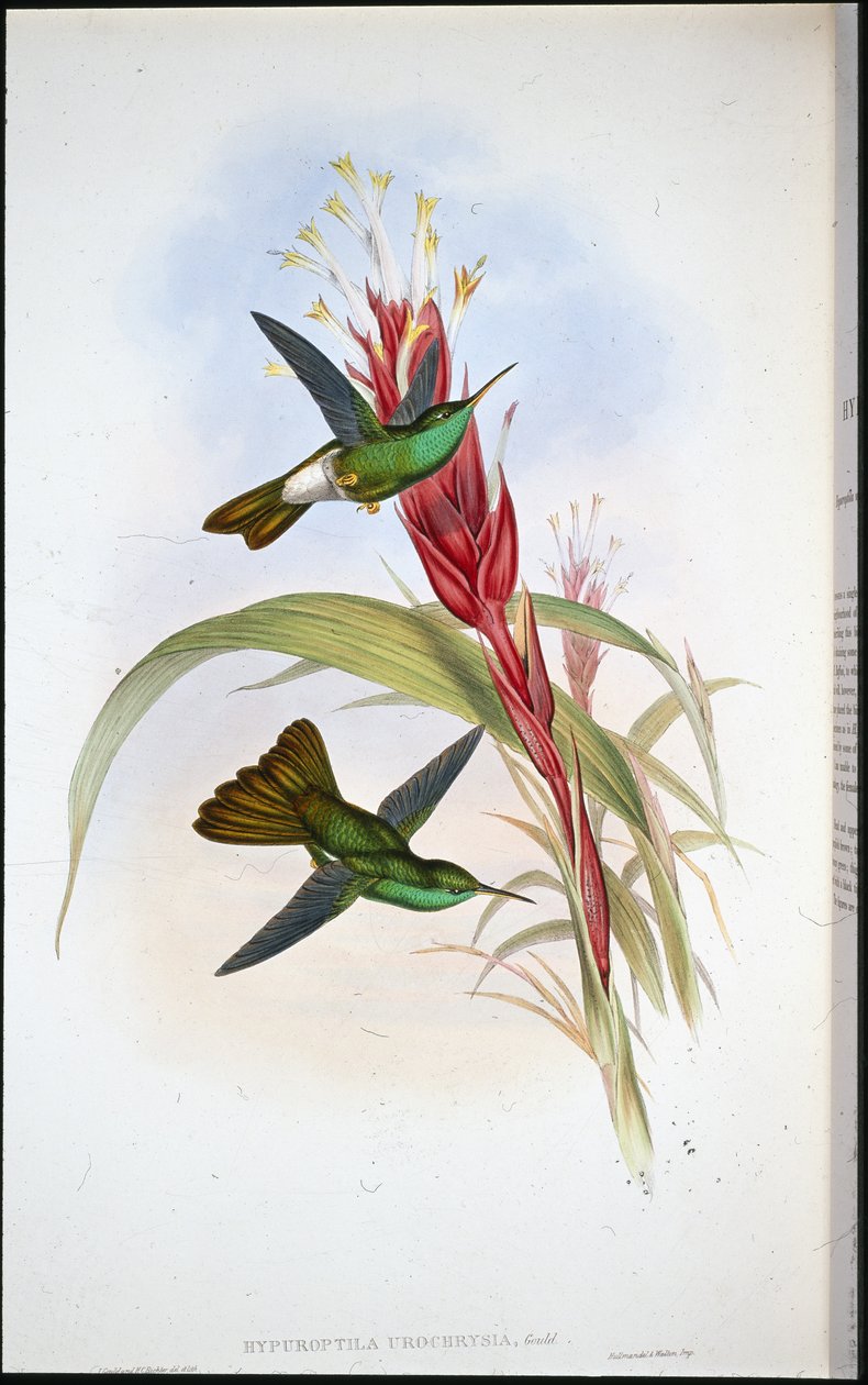 Guldstjärtad plumeleteer (Hypuroptila Urochrysia) (handfärgad litho) av John (after) Gould
