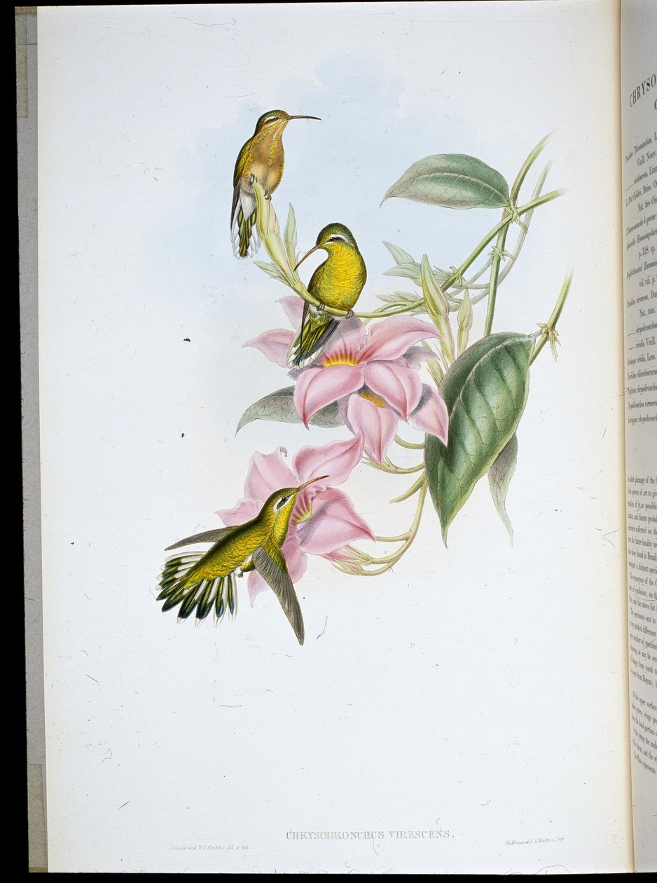 Guldstrupig kolibri (Chryso Bronchus Virescens) (handfärgad litho) av John (after) Gould