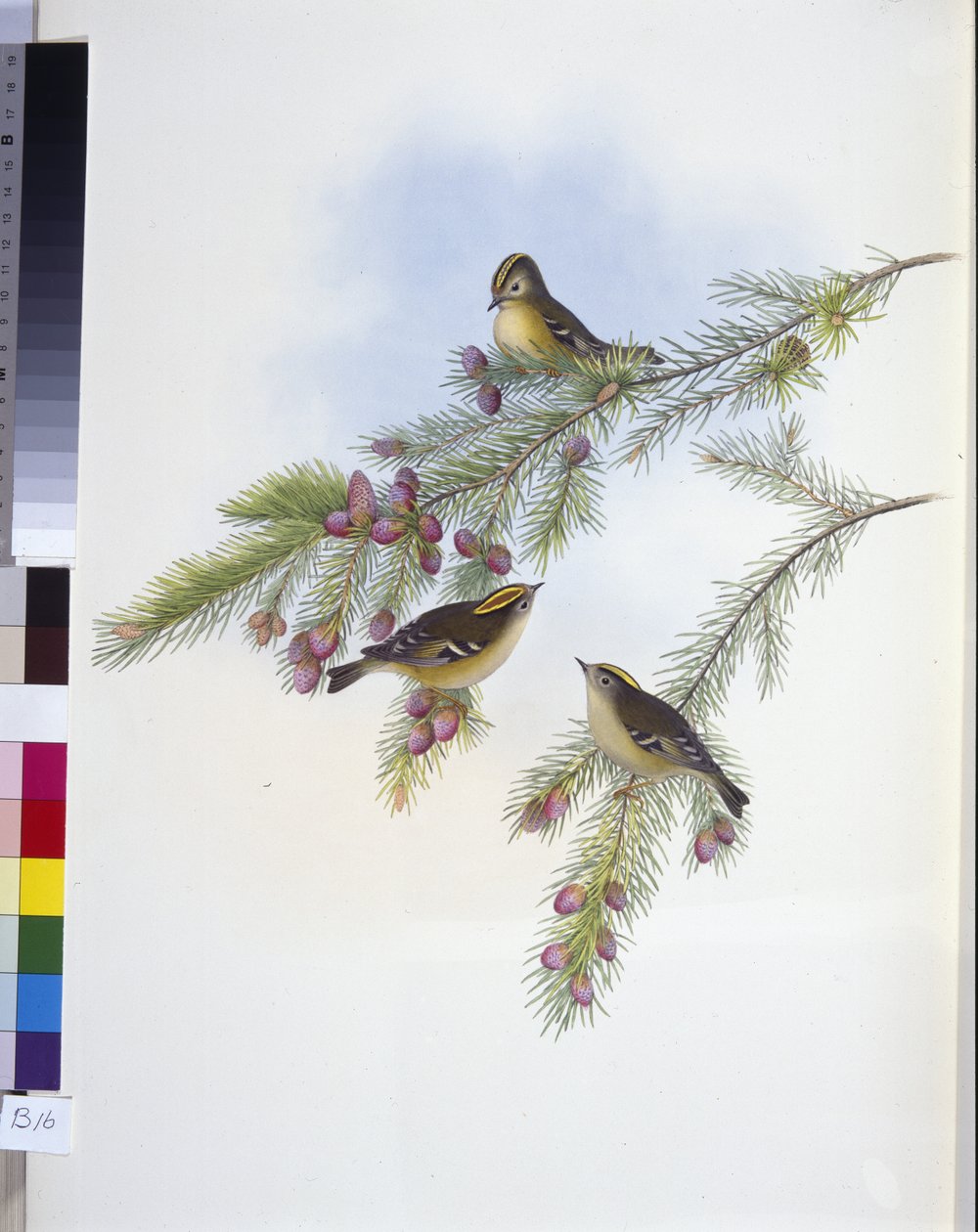 Gyllene krönta gärdsmyg (Regulus Cristatutus) (handfärgad litho) av John (after) Gould
