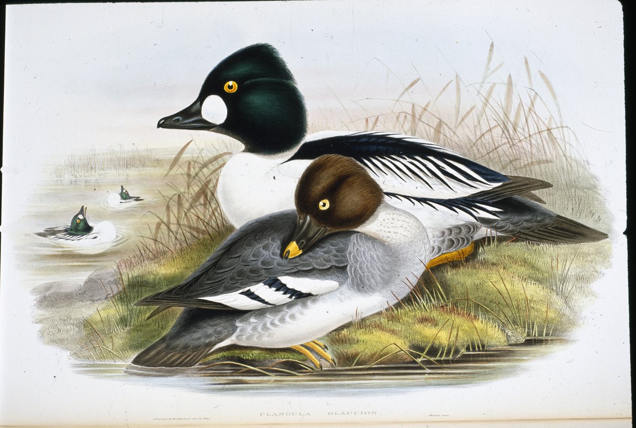 Golden Eye (Clangula Glaucion) (handfärgad litho) av John (after) Gould
