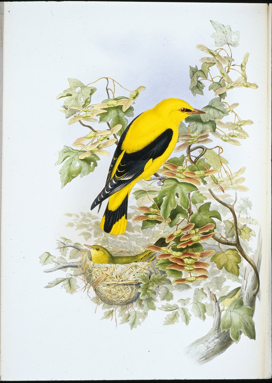 Gullspov (Oriolus Galbula) (handkolorerad litografi) av John (after) Gould