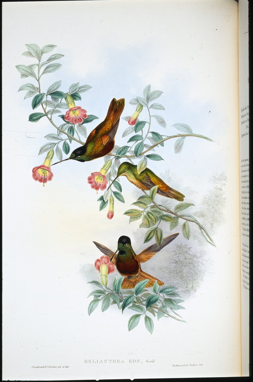 Golden star-frontlet (Helianthea Eos) (handfärgad litho) av John (after) Gould