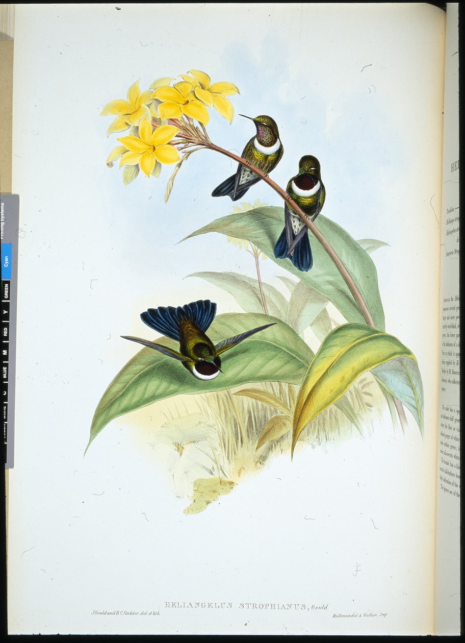 Gorgeted Sun Angel (Heliangelus Strophianus) (handfärgad litho) av John (after) Gould