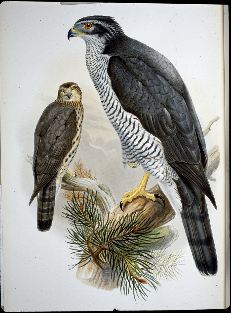 Goshawk (Astur Palumbarius) (handfärgad litho) av John (after) Gould