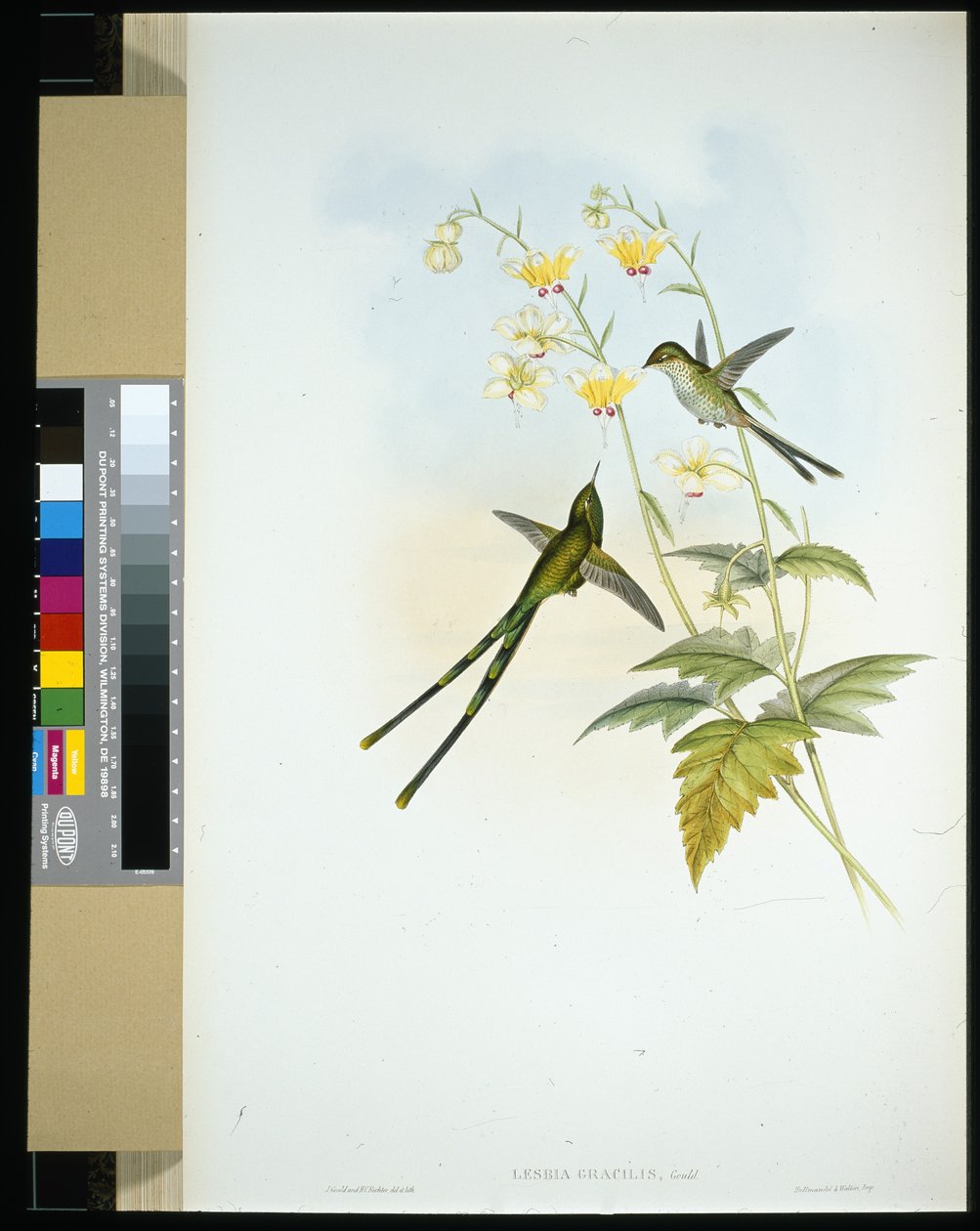 Graciös tågbärare (lesbia gracilis) (handfärgad litho) av John (after) Gould