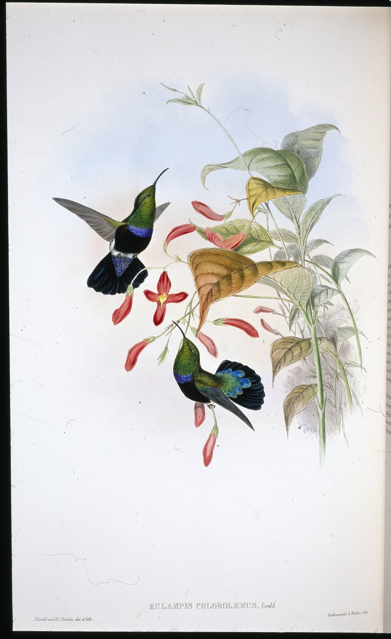 Gräsgrönbröstad Carib (Eulampis Chlorolaemus) (handfärgad litho) av John (after) Gould