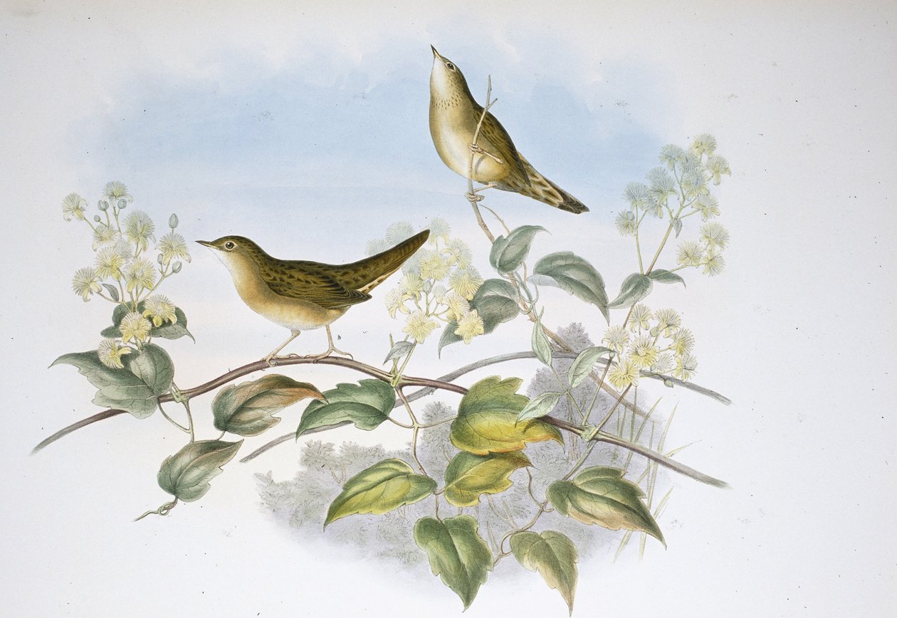 Gräshoppesångare (Locustella Auicula) (handfärgad litho) av John (after) Gould