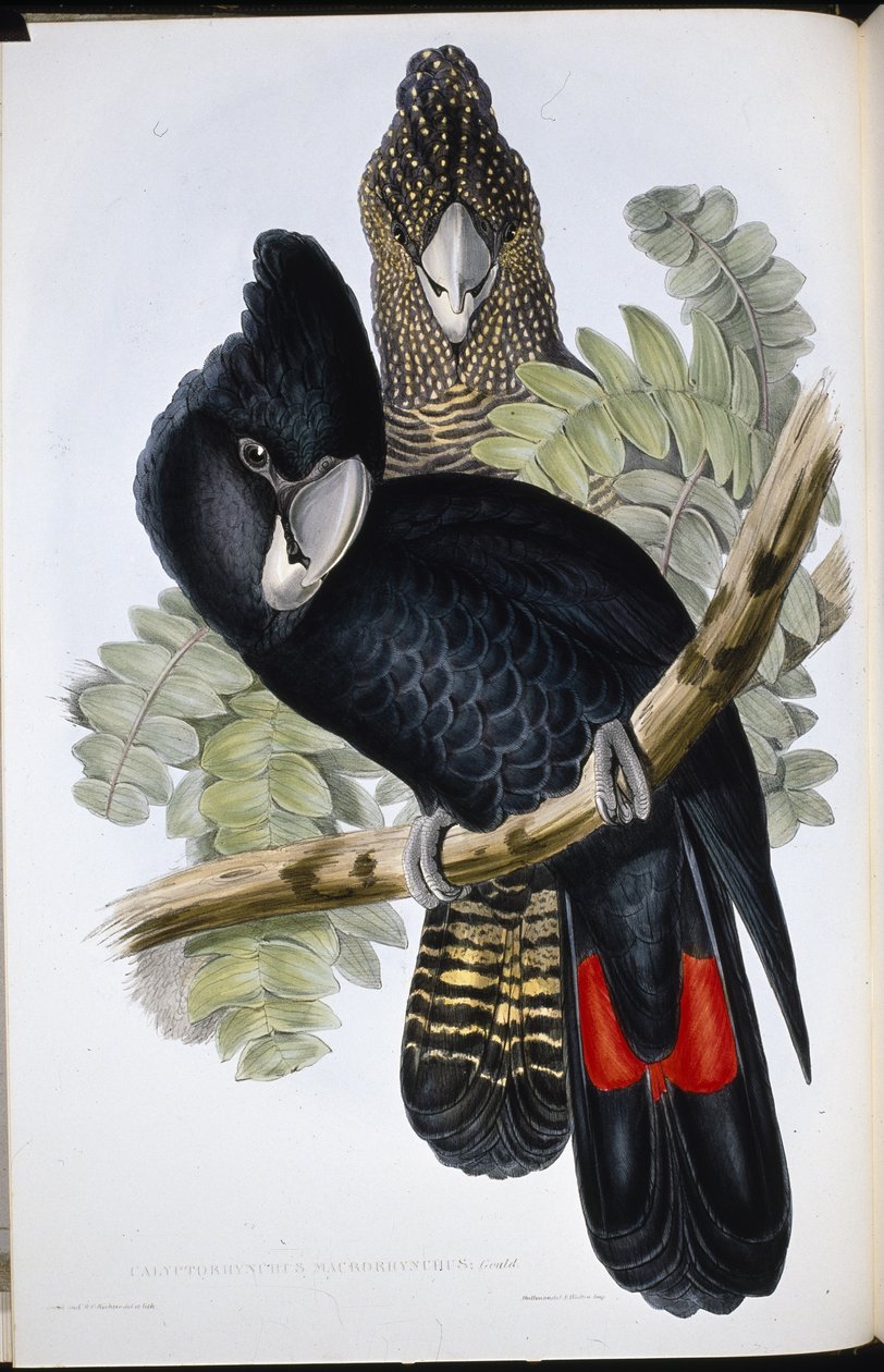 Stor näbbkakadua (Calyptorhynchus Macrorhynchus) (handfärgad litho) av John (after) Gould