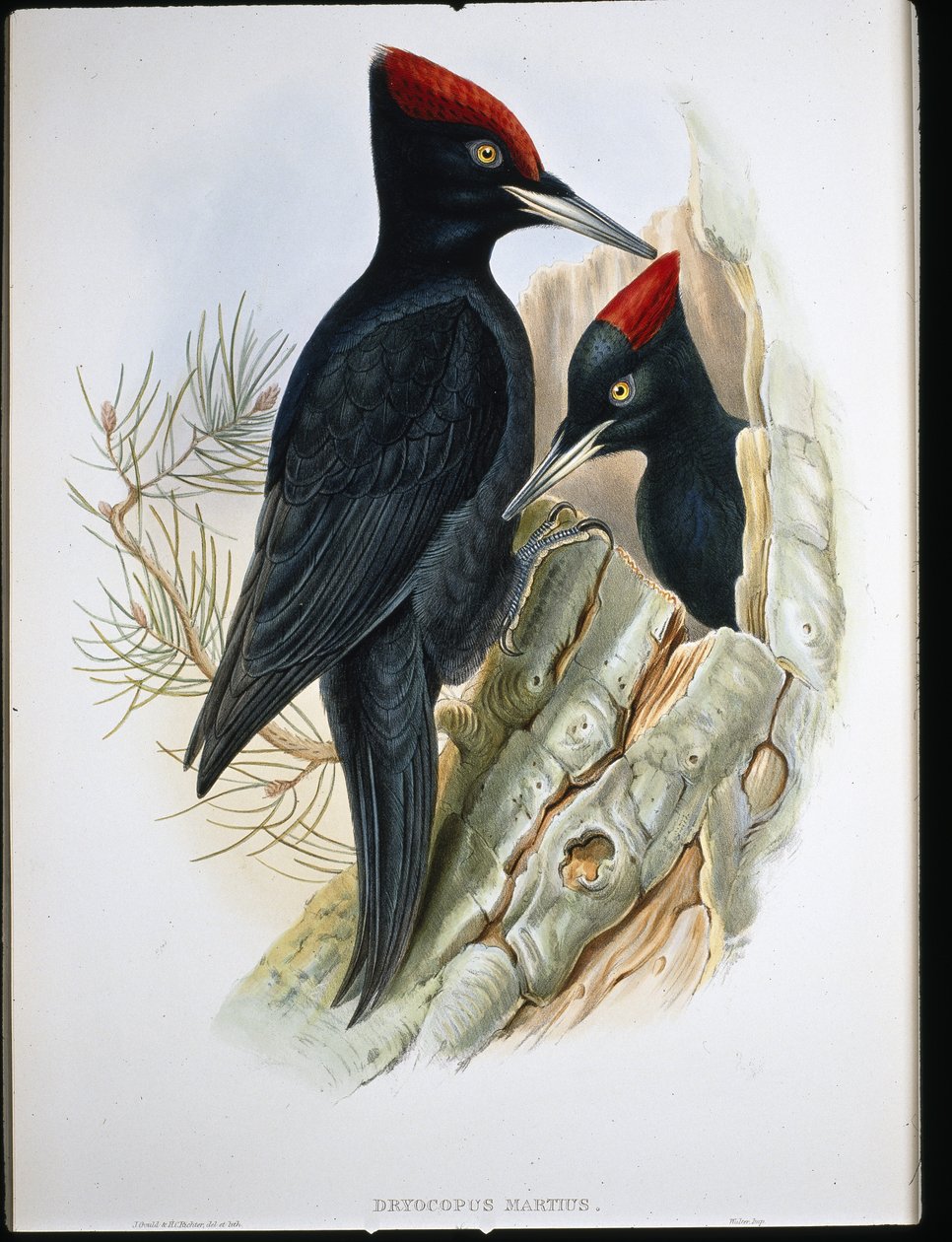 Stor svart hackspett (Dryocopus Martius) (handfärgad litho) av John (after) Gould
