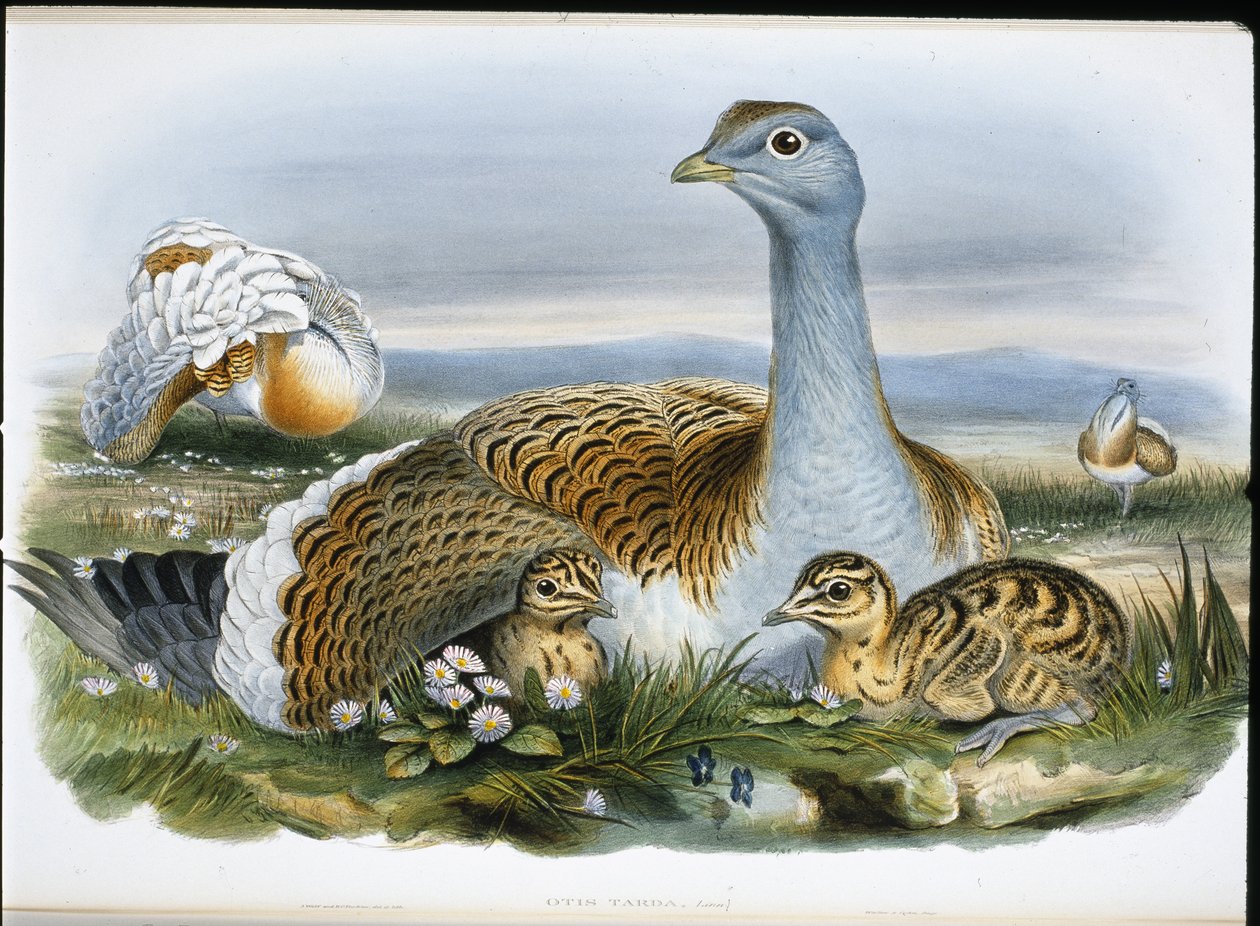Stor bustard (Otis Tarda) (handfärgad litho) av John (after) Gould