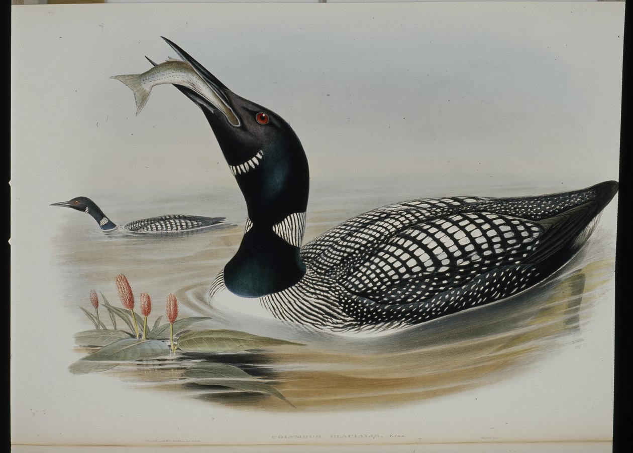 Great Northern Diver (Colymbus Glacialis) (handfärgad litho) av John (after) Gould